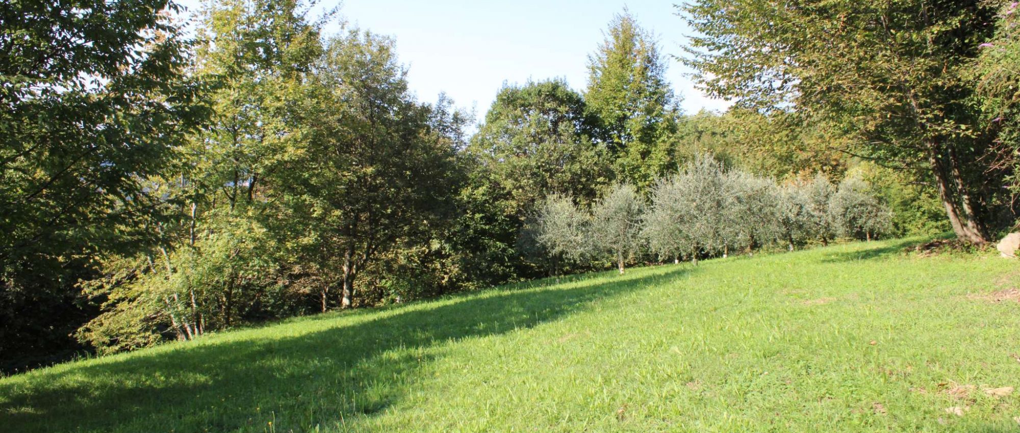 TERRENO AGRICOLO AD ALBENZA ALMENNO SAN BARTOLOMEO